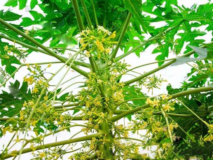 Hoa đu đủ đực khô 100g