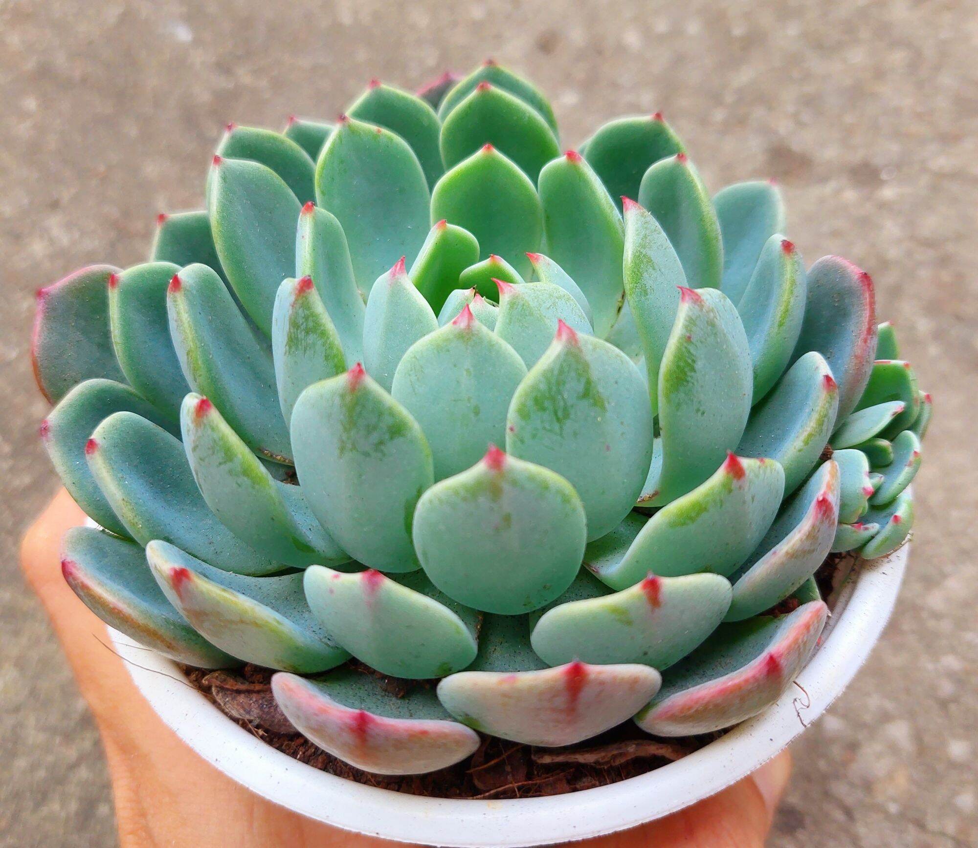 Sen đá đất kim đỏ size trung