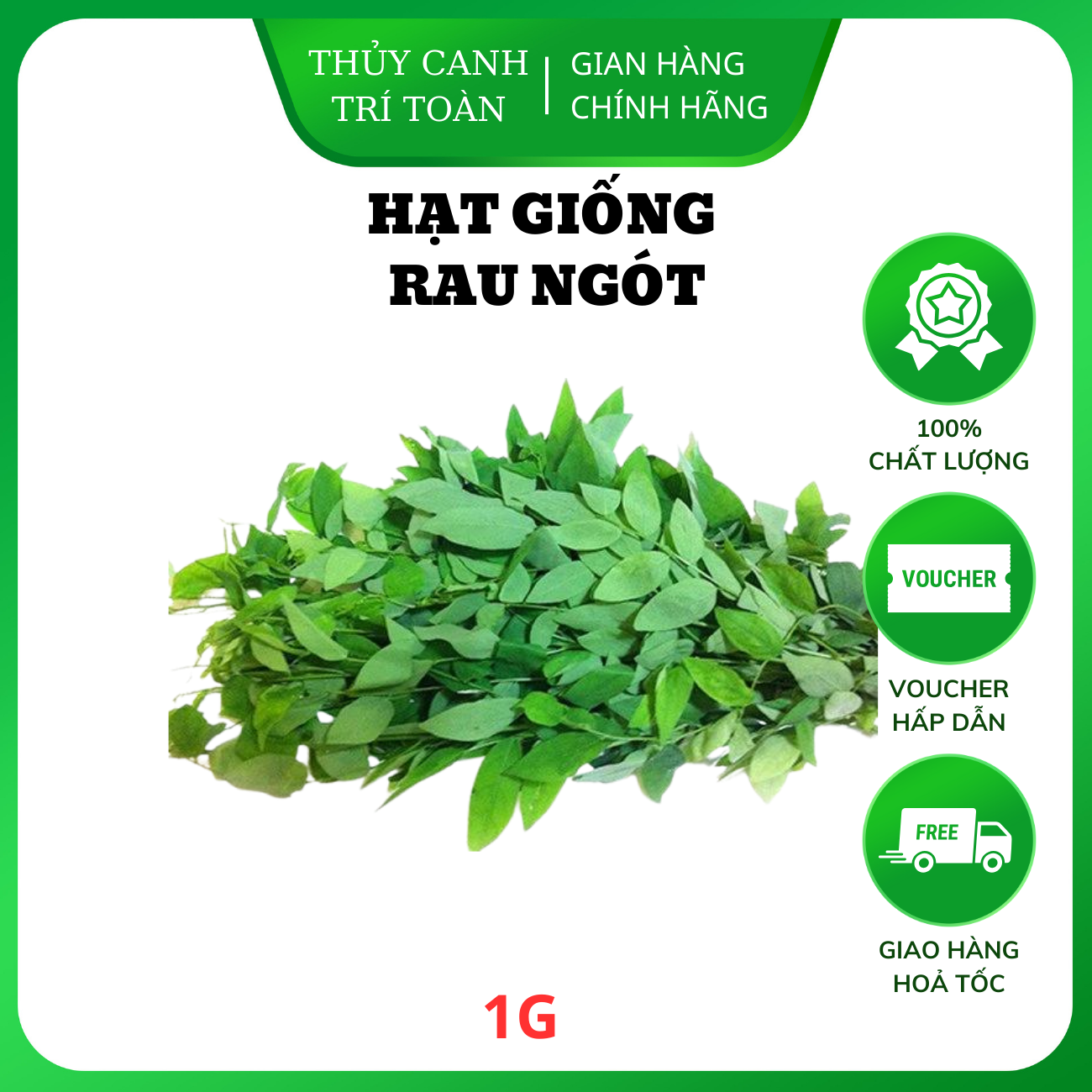 Hạt giống Rau Ngót - Rau Bồ Ngót trồng quanh năm, sinh trưởng khỏe - Hạt giống Rạng Đông