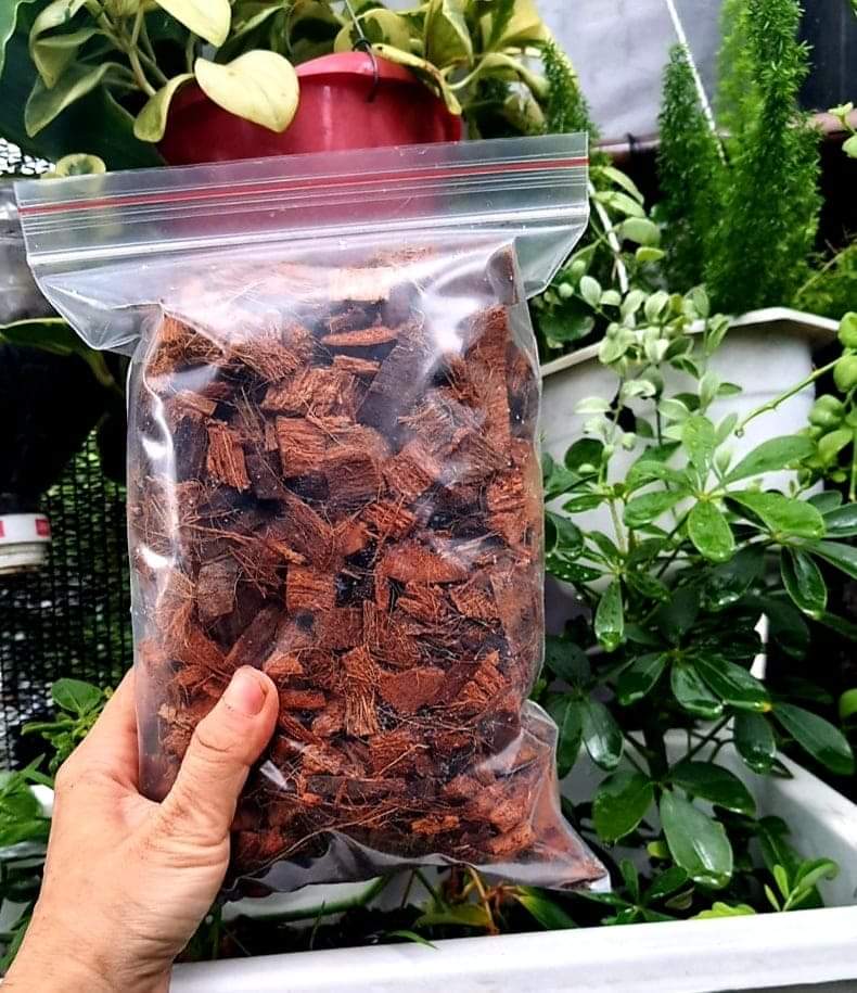Dừa viên nhỏ dùng trồng cây kiểng lá
