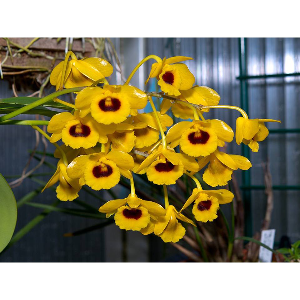 LAN SƠN THỦY TIÊN hàng hiếm rừng Tây Bắc hoa đẹp bền lâu