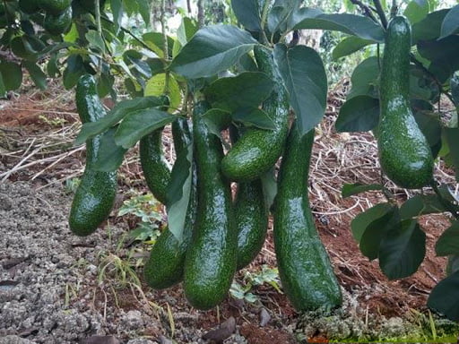 Cây giống BƠ 034 F1 cay giong nong nghiep bo 034 gióng chuan mang lại năng xuất cao cho nhà nông