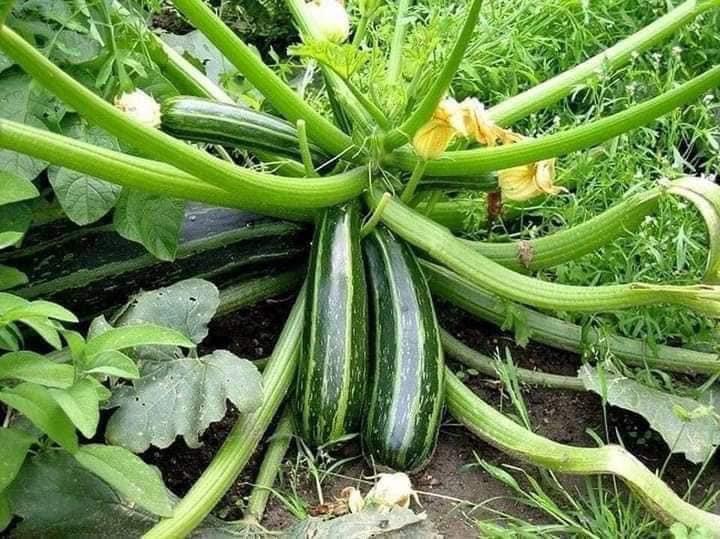 Hạt giống Bí Ngồi Xanh/ Vàng năng suất cao, cực dễ trồng
