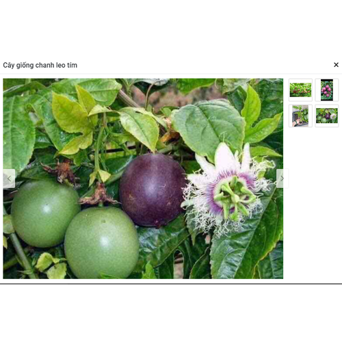 Cây giống chanh leo tím