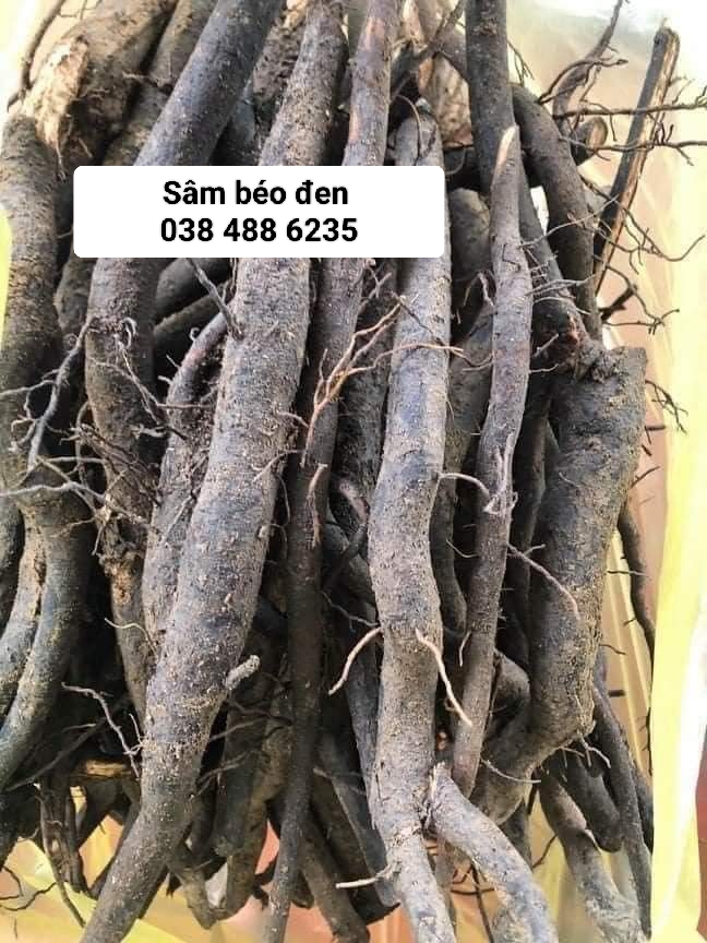 Sâm béo đen hàng rừng tươi