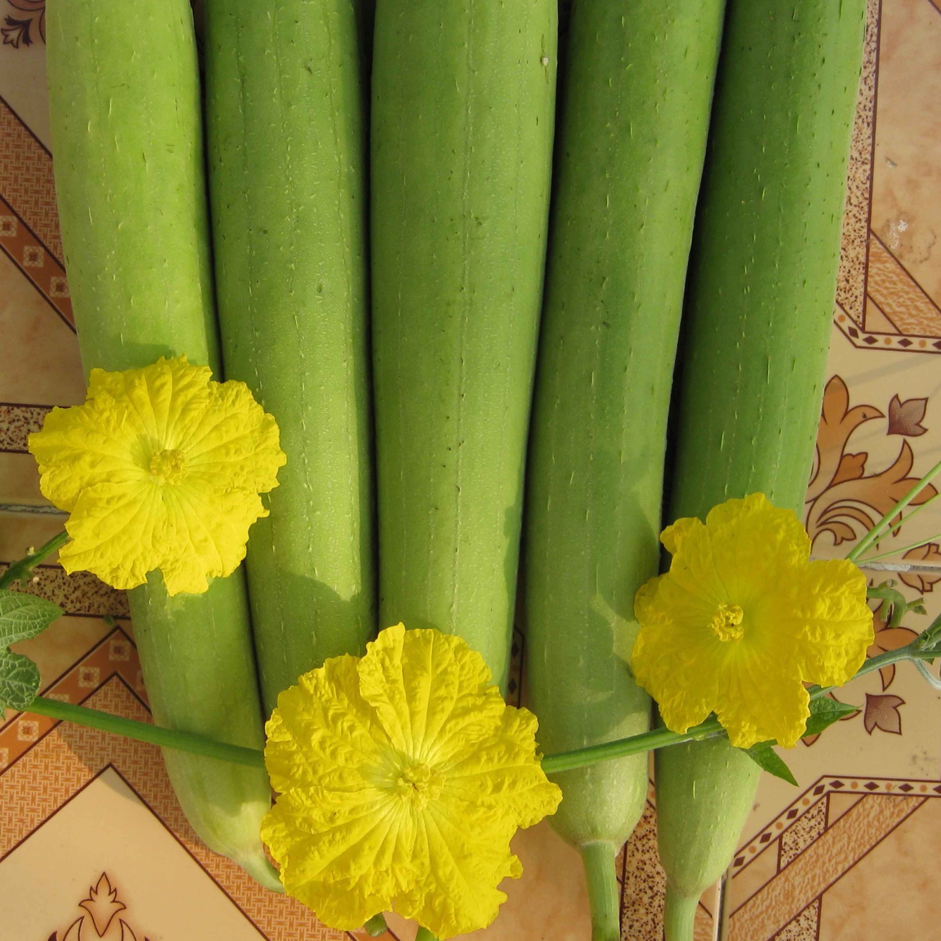 HẠT GIỐNG MƯỚP HƯƠNG NHẬT GÓI 20 HẠT