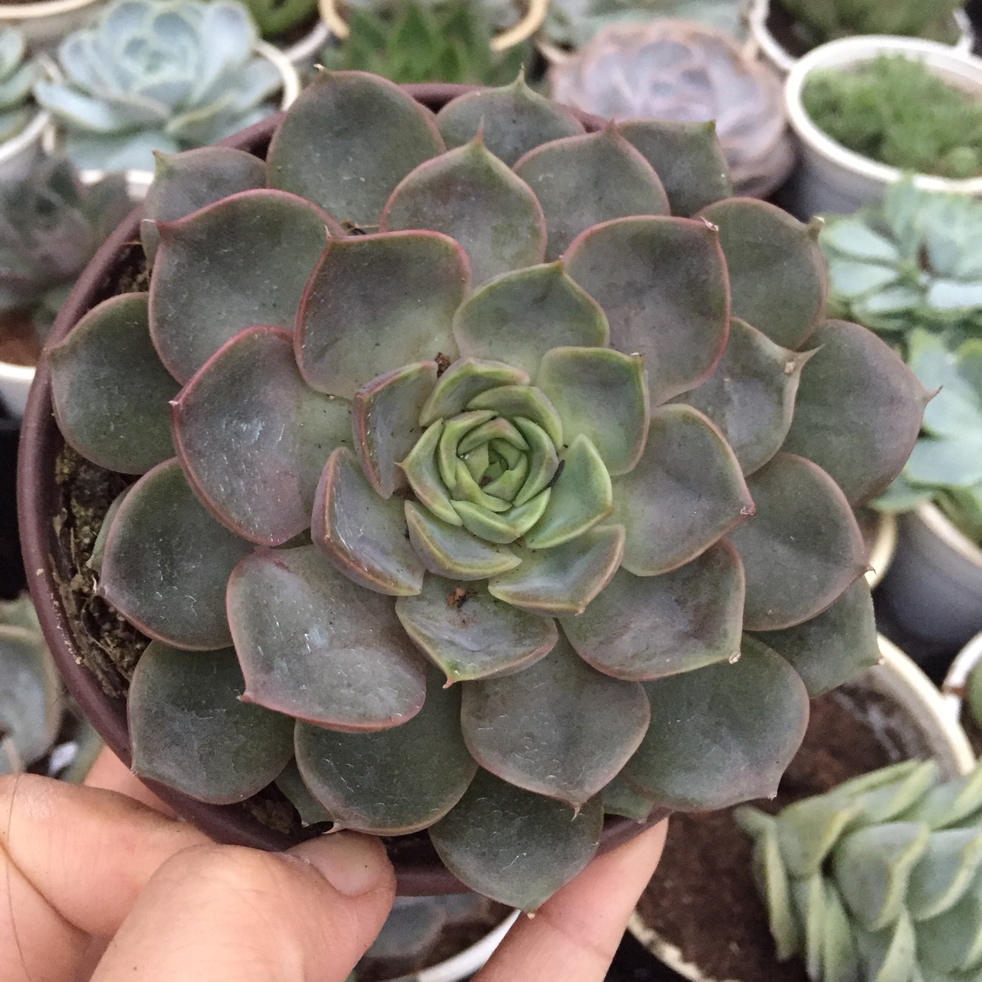 Sen Đá Nâu size trung