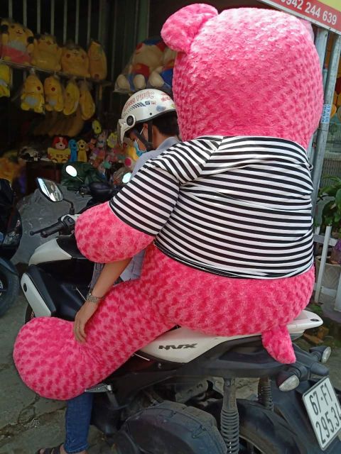 Gấu bông teddy size lớn