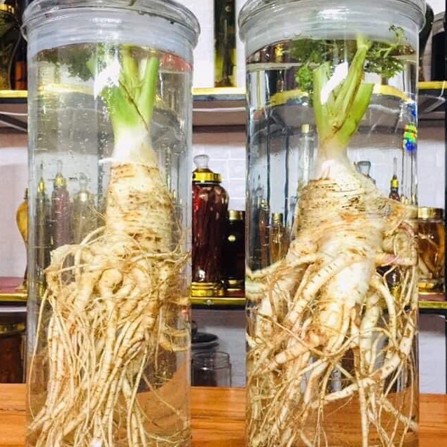 sâm đá tươi rừng tây bắc ngâm sẵn về uống (bình 10lit/1.300k