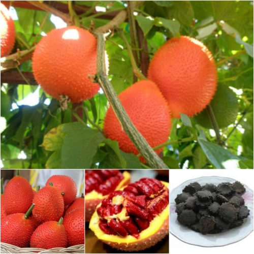 Hạt giống cây gấc cao sản