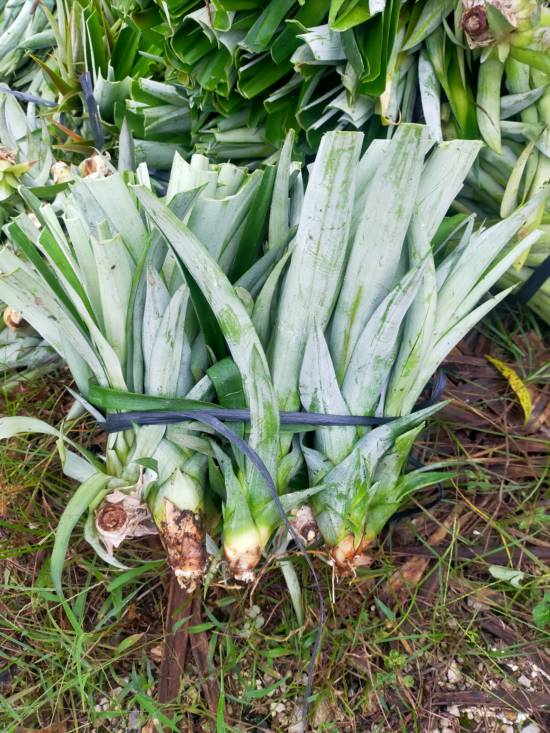 Giống dứa, khóm, thơm mật md2