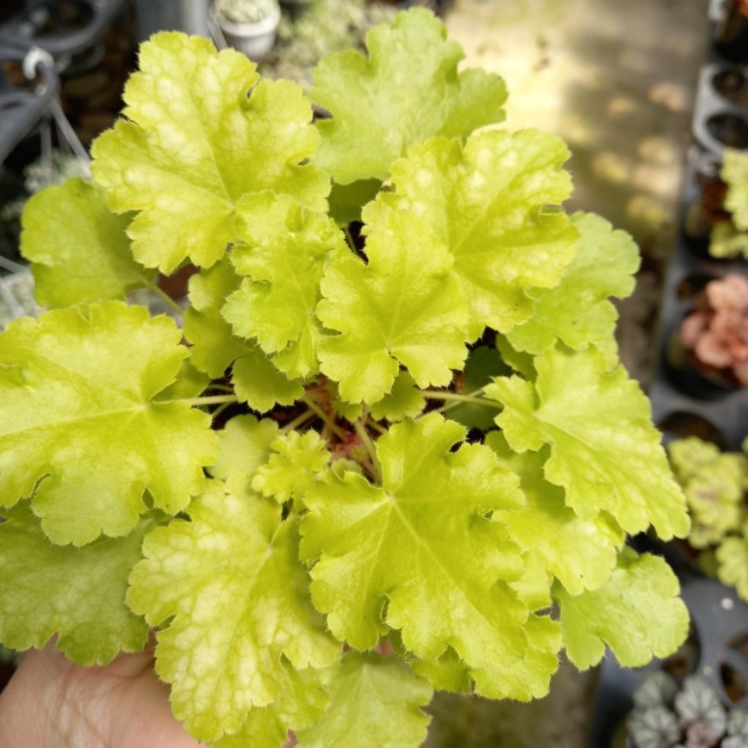 Chuông san hô - Heuchera mix màu ngẫu nhiên