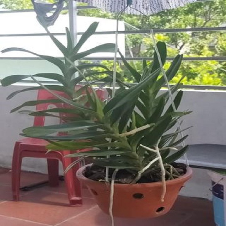 Sản Phẩm Hoa lan giáng hương hoàng nhạn tháng 4 ( cây to 45cm)