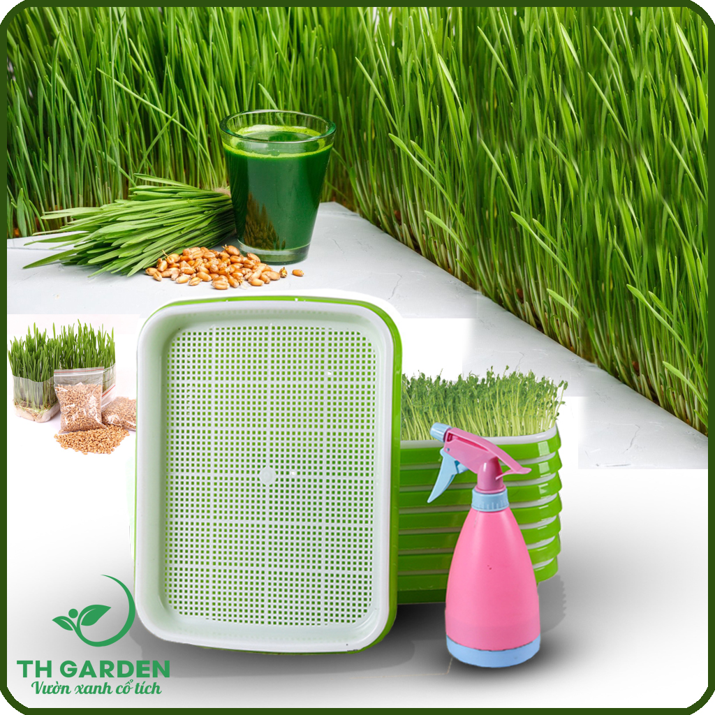 Combo 5 Khay Trồng Rau Mầm + 1Kg Hạt Giống Rau Mầm Đậu Hà Lan + 1Kg Hạt Giống Rau Mầm Cỏ Lúa Mì + 1 Bình Tưới Cây Mini Phun Sương
