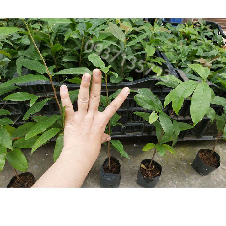 Hoàng mai Huế Cây giống hoàng Mai Huế cây thuần F1