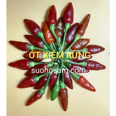 Combo hạt giống ớt xiêm rừng 50 hạt - ớt xiêm trắng 50 hạt