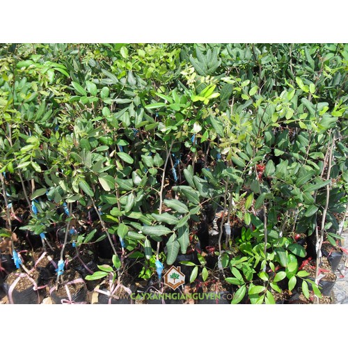 CÂY GIÔNG NHÃN XUỒNG CƠM VÀNG LOẠI 1+ 500g phân thỏ hữu cơ