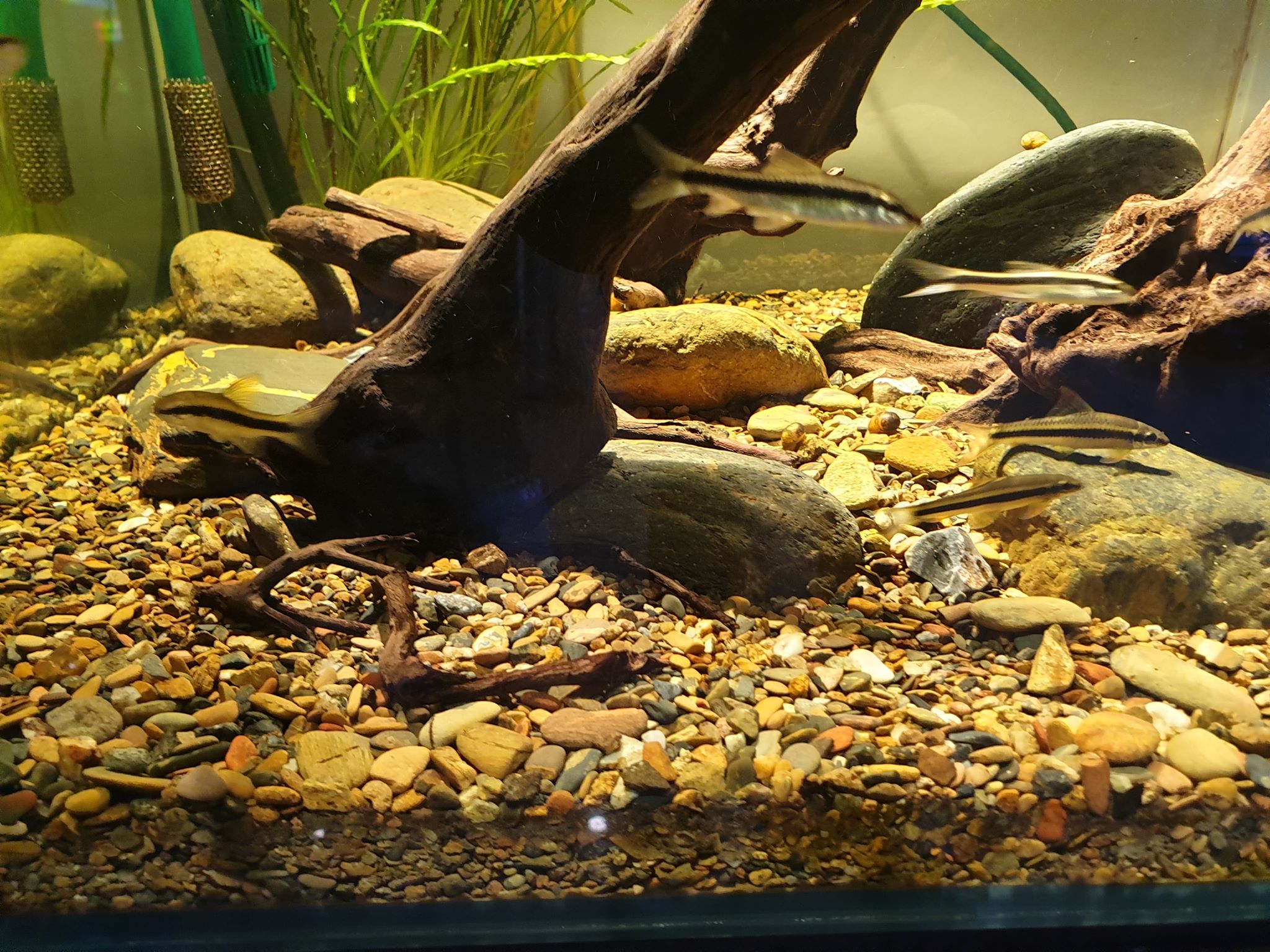 [Hoàn Tiền 10%] Sạn suối thiên nhiên trải nền bể cá 1Kg