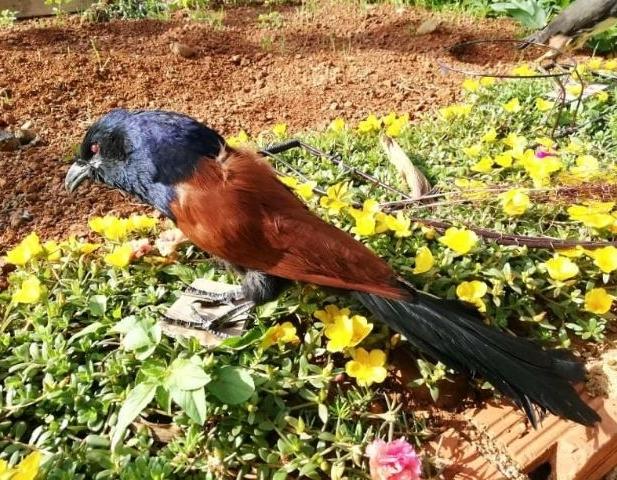 Bổi bịp nhôi keo đẹp siêu bền