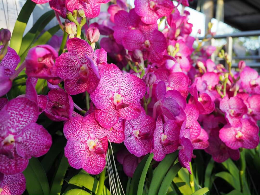 Lan Vanda hàng lá cây trưởng thành