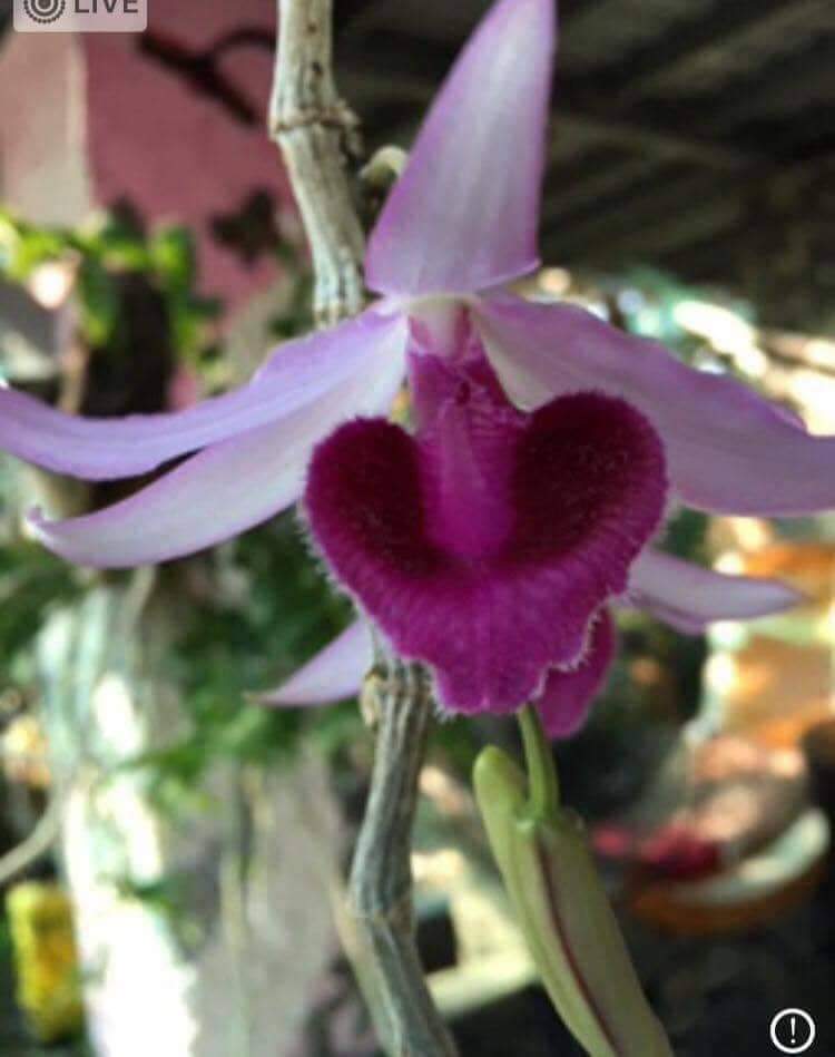 Bảng phi điệp bệt thanh vân