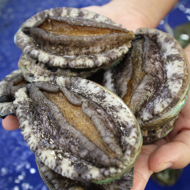 HCM - Bàu Ngư Hàn Quốc Sống Bán Theo Con 50gr/con - Giao Nhanh