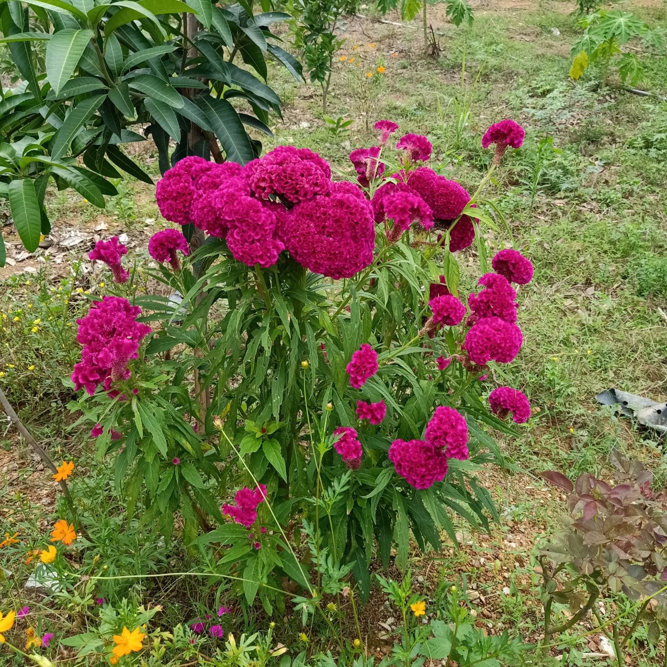 Cây giống hoa mào gà ,màu tươi,bông nhiều, to!