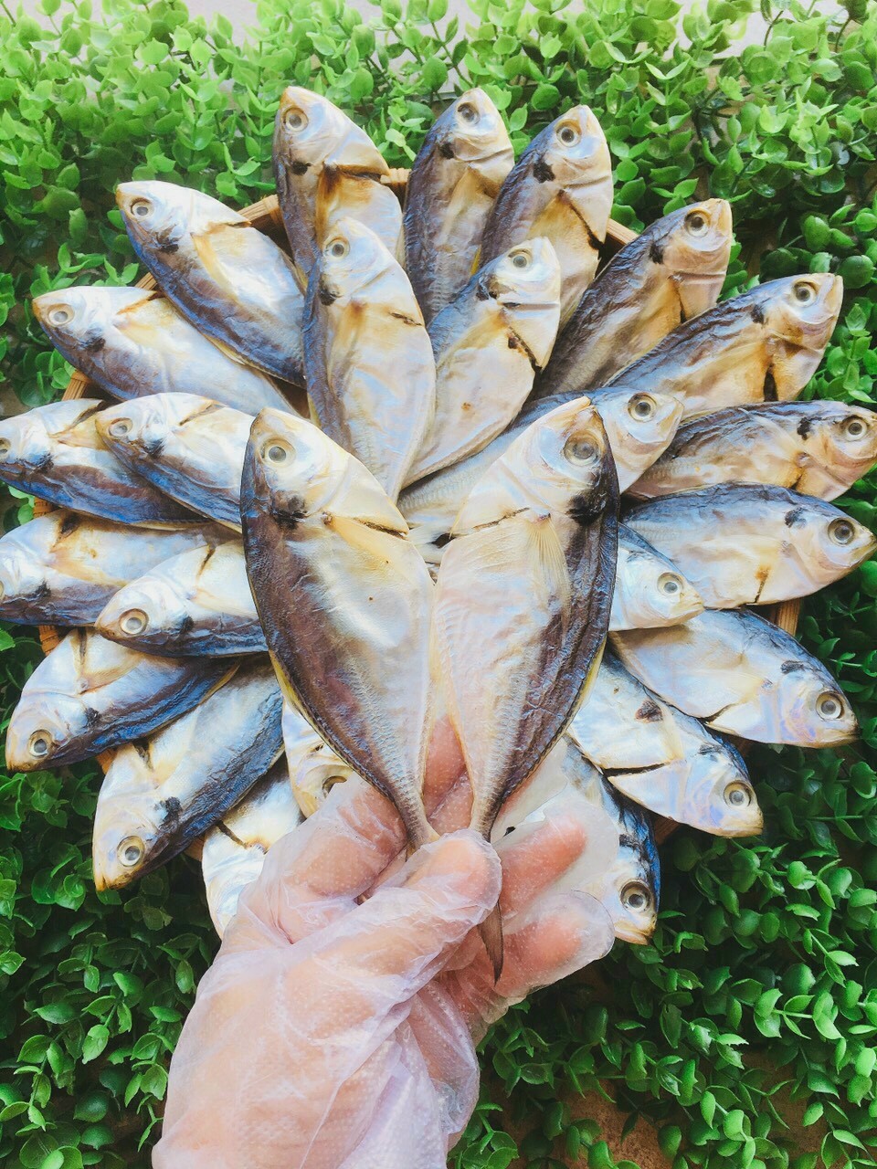 1 kg cá éc - cá phơi khô, vị thịt ngọt - hương thơm ngon miệng dễ ăn