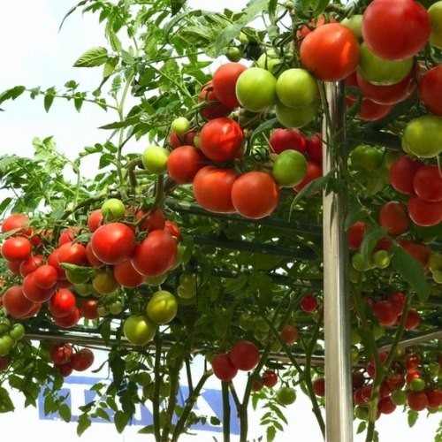 Cà chua leo giàn cà chua bạch tuộc gói 20 hạt