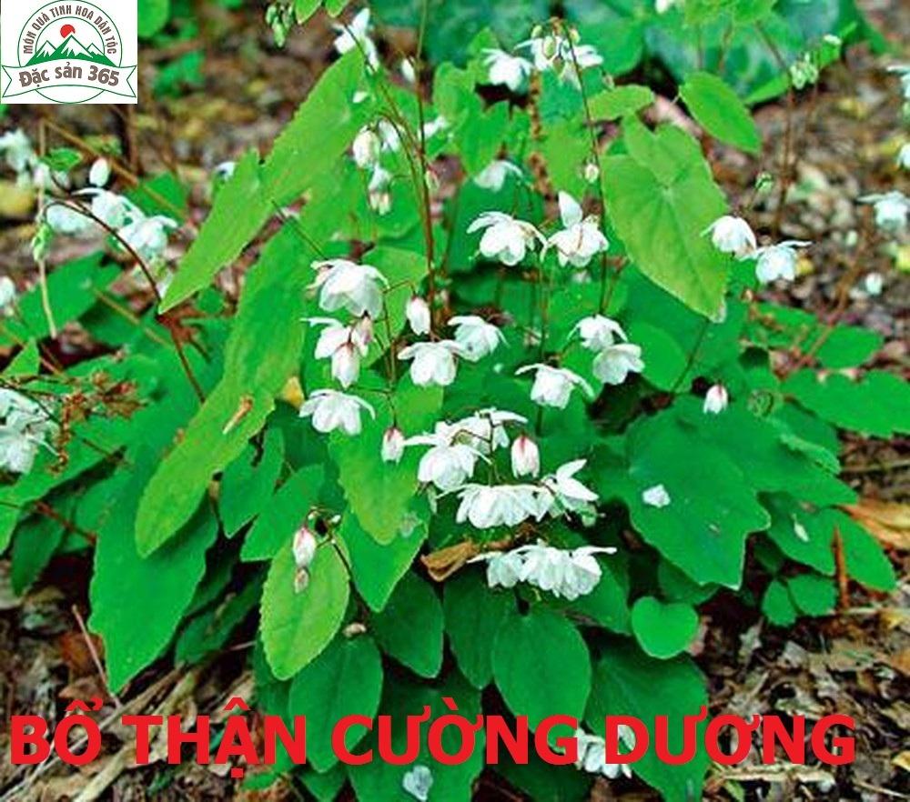 LÁ ĐÂMƯƠNG HOẮC BỔ THẬN CƯỜNGNG DƯƠNG - 500G