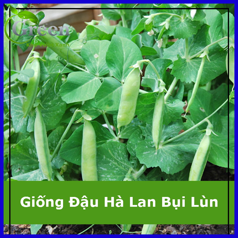 Hạt giống đậu hà lan bụi lùn
