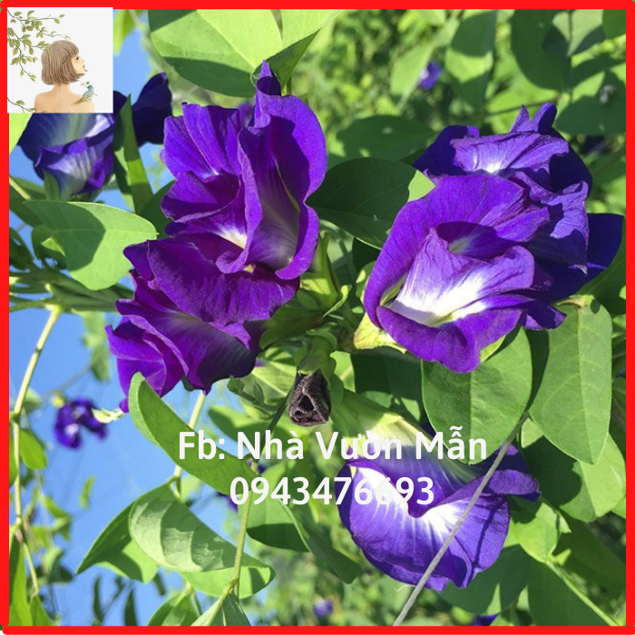 20 hạt hoa đậu biếc kép