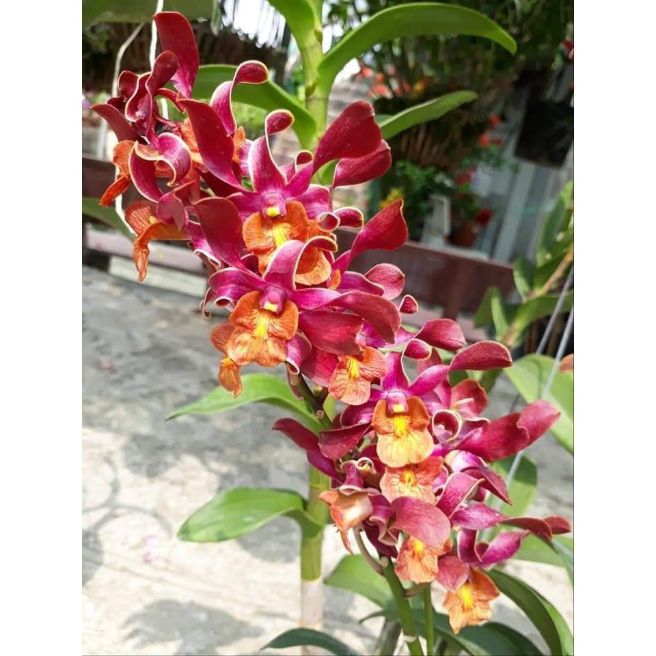 Lan denro nắng Quán Long (hoán long)