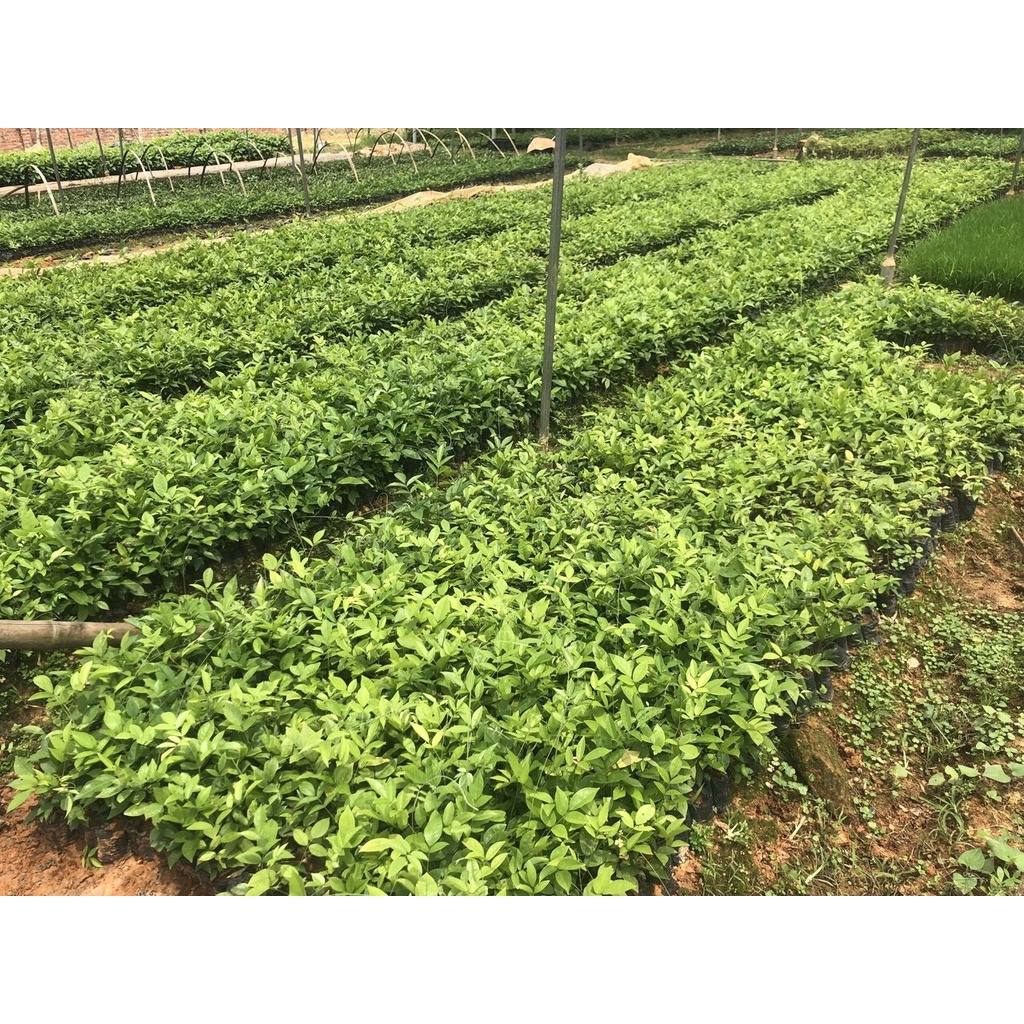Cây cát sâm giống - bán sỉ