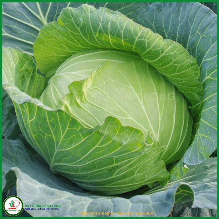 Hạt giống Bắp cải Nhật F1 TN 6 - 1g, hiệu Trang Nông chất lượng, nảy mầm cao