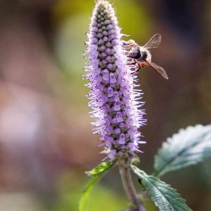 Mật ong rừng hoa bạc hà nguyên chất tự nhiên 100%