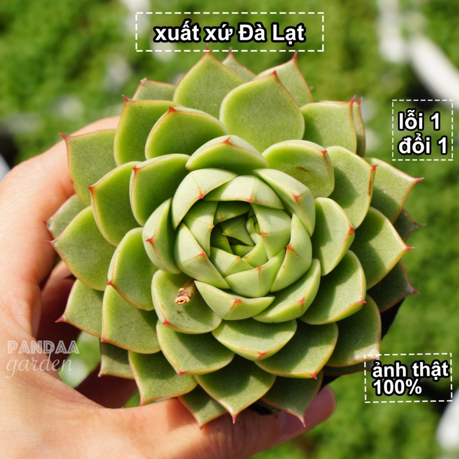 Sen đá bông hồng xanh viền đỏ size 5-8cm lên màu cực đẹp, ảnh thật shop chụp, sen đá vườn pandaa garden lỗi 1 đổi 1