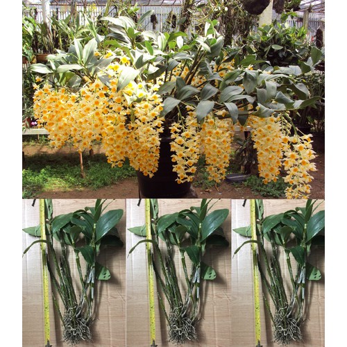 LAN KIỀU VÀNG hàng rừng hoa siêu đẹp, gửi đi nguyên GIÒ