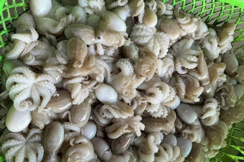 Bạch Tuôc baby sữa 500g net 7 Bao tươi ngon sật (hỏa tốc hcm giao)