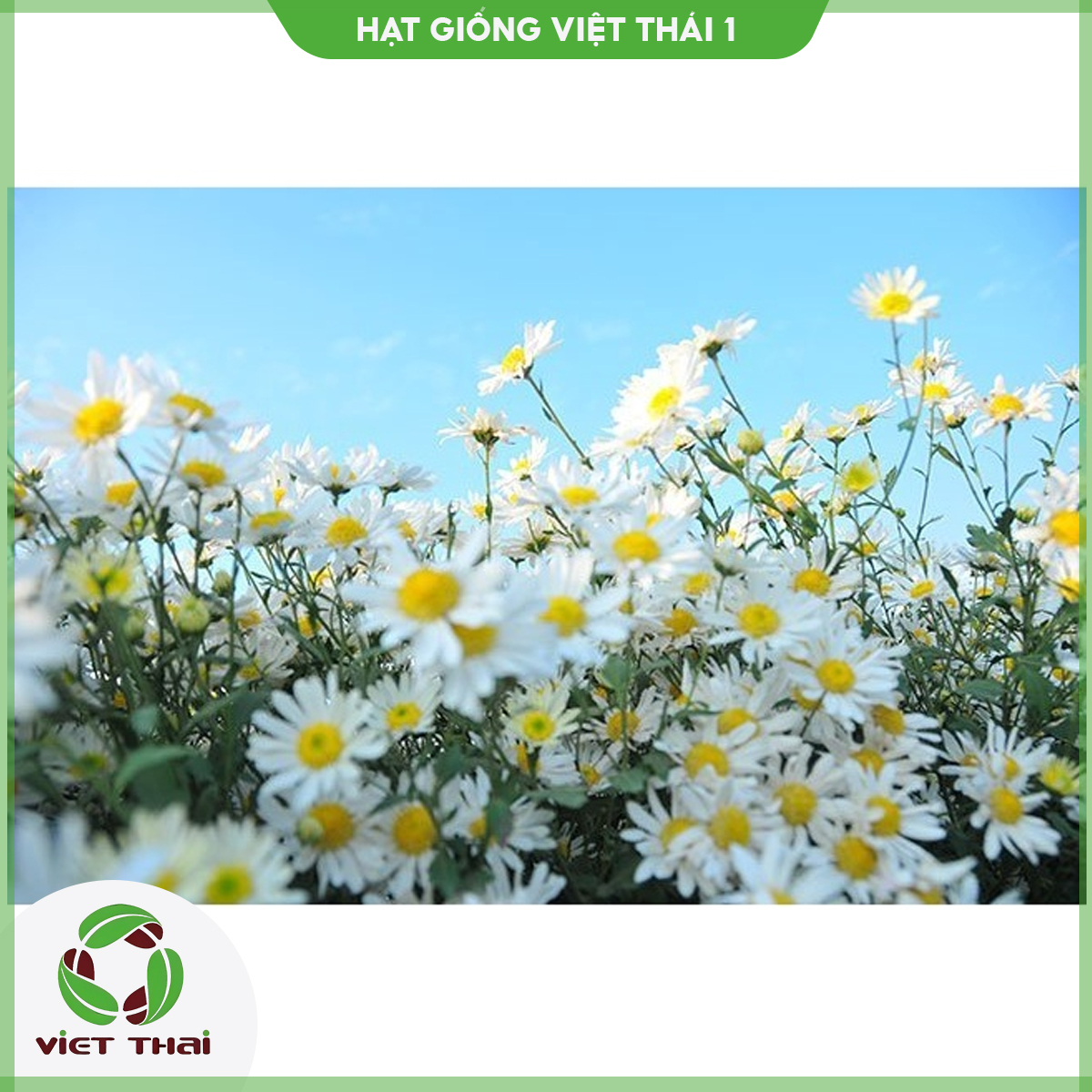 Hạt giống hoa cúc họa mi tn - hgvt1