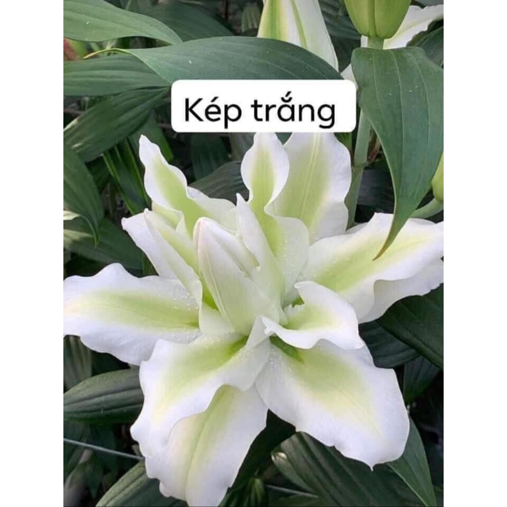 Combo 5 Củ Ly Thân cao Hoa Kép Màu Trắng (Củ Ly Giống