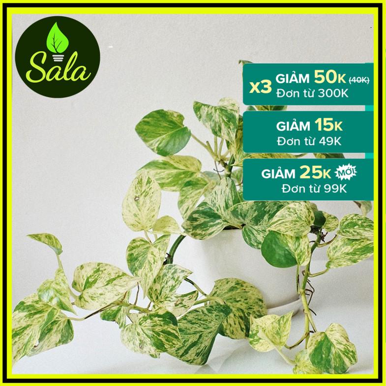 Trầu Bà Sữa, Trầu Bà Ngọc Thủy Cây Đẹp