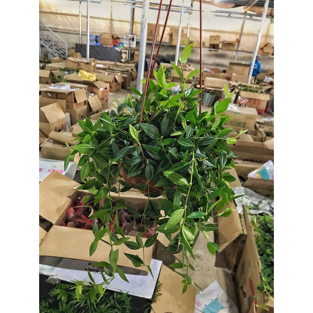 Cây bình an chậu treo cây buông rủ đẹp dễ chăm sóc, thích hợp treo ban công quán cafe nội thất