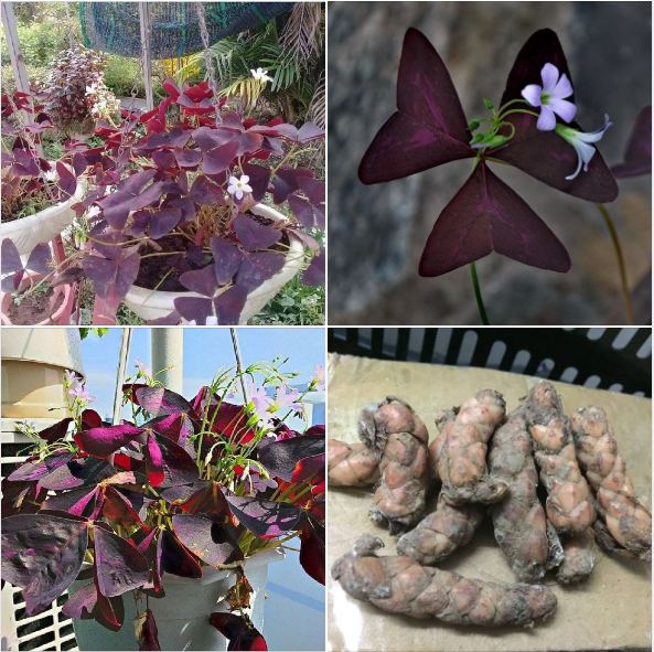 Combo 20 Củ giống hoa bướm đêm - Cây cực dễ trồng ít chăm sóc, ra hoa quanh năm