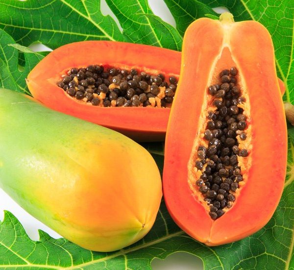 Hạt giống đu đủ lùn F1 Đài Loan ruột đỏ 10-20 hạt giá rẻ