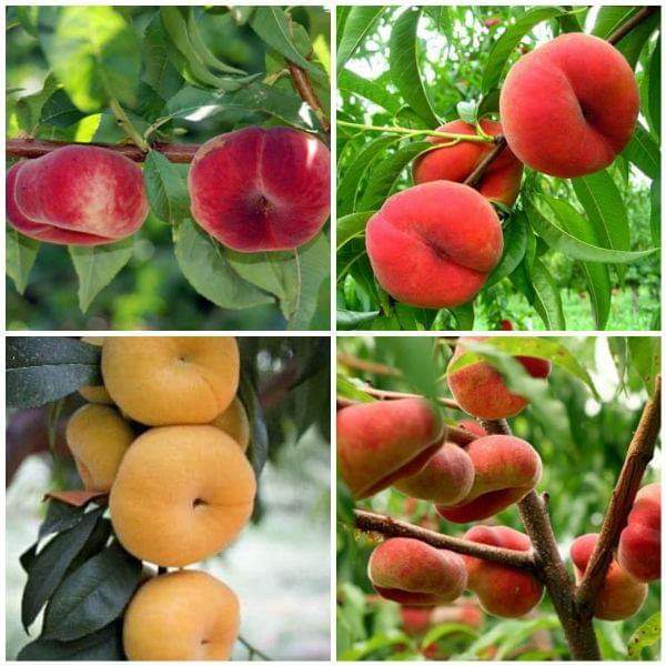 Com bo 2 Giống đào qủa dẹt nga