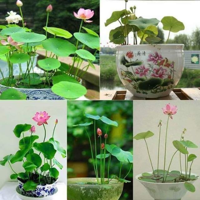 10 hạt sen nhật mini đủ màu
