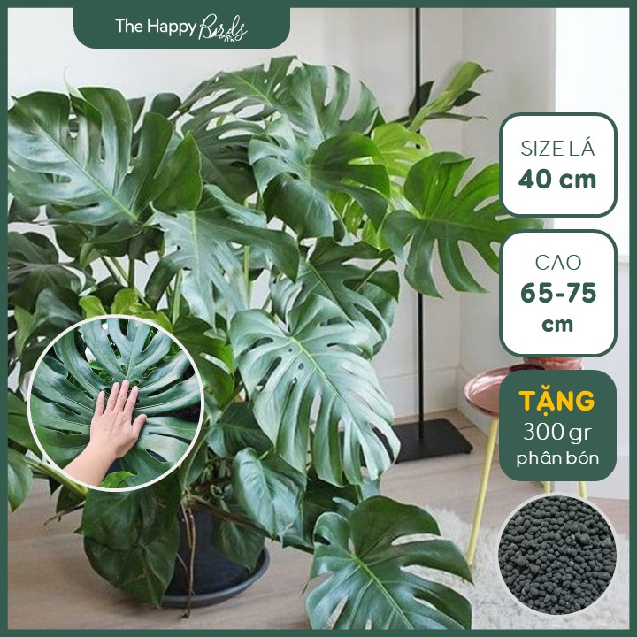 Trầu bà lá xẻ/ monstera deli/ trầu bà lá lỗ/ trầu bà nam mỹ cây khỏe, rễ sâu/ cây nội thất/ cao 40-45cm/ cây 5-7 lá