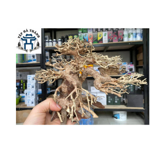 [Hoàn Tiền 10%] Lũa Bonsai Mini Trang Trí Bể Cá - Bể Thủy Sinh (D:20cm C: 15cm)