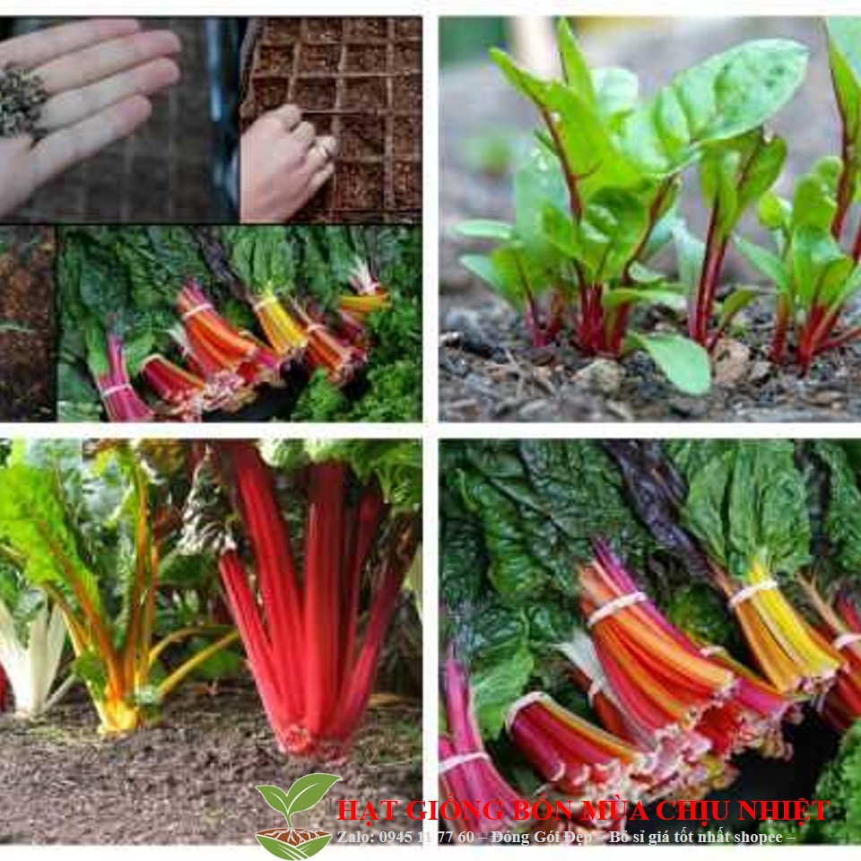 29E 50H - Hạt Giống Cải Cầu Vòng